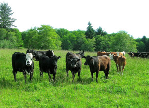 Yearling beef cattle on grass