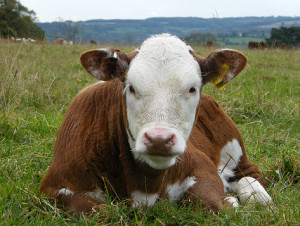 Beef calf resting in pasture